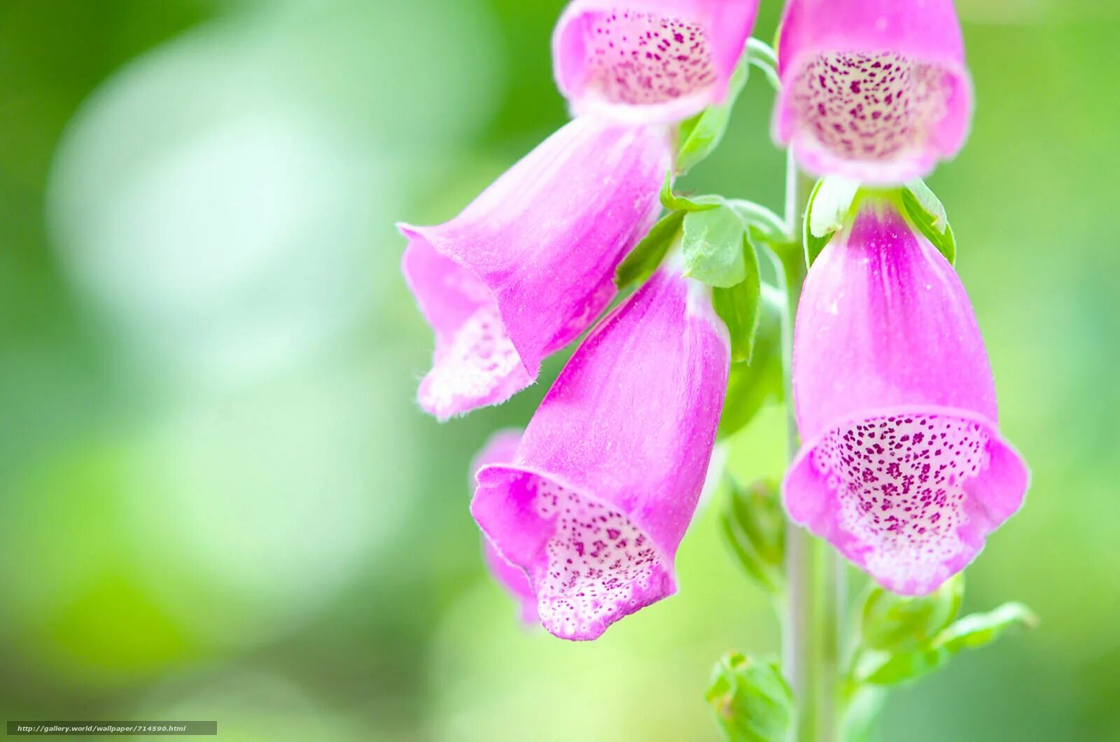 Foxglove. Дигиталис наперстянка. Digitalis. Дигиталис (наперстянка).. Наперстянка пурпуровая. Колокольчик наперстянка.