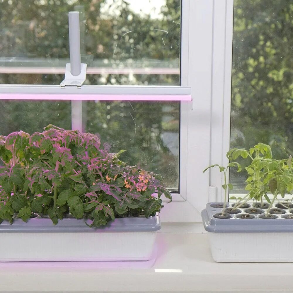 Фитолампа g23. Рассада на подоконнике зимой. Как выбрать лампу для рассады на подоконнике. Лампы для подсветки расса. Как выбрать лампу для рассады на подоконнике.