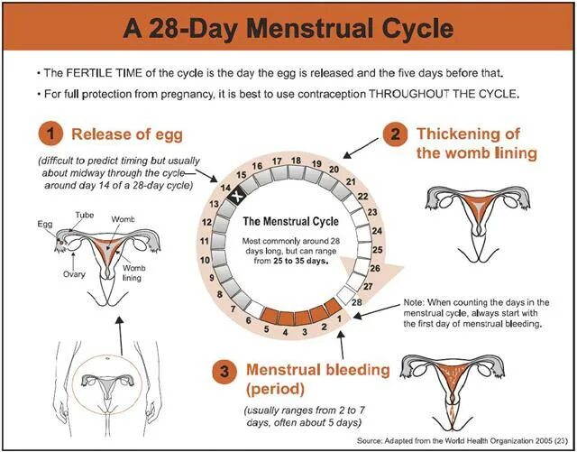 Месячные на 26 день. Менструальный цикл. Менструальный цикл схема. Menstrual Cycle Days. Menstrual Cycle 28 Days.