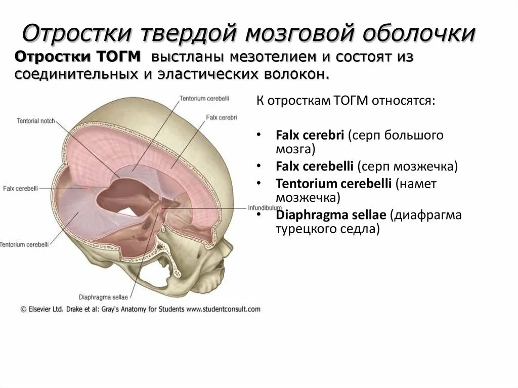 Отростки твердой мозговой оболочки. Строение твердой мозговой оболочки. Твердая мозговая оболочка намет мозжечка. Производные твердой мозговой оболочки головного. Диафрагма черепа