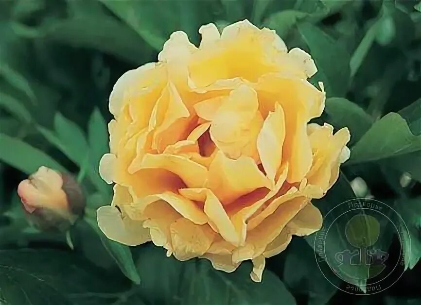 Пион кенари бриллиантс. Пион канари бриллиантс. Пион canary. Пион (ито-гибрид) канари бриллиантс. Пион кенари бриллиантс.