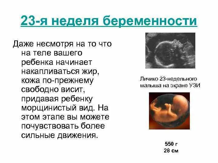 Срок беременности 24 недели вес плода. Размер плода при беременности 23 недели. 23 Недели беременности вес плода по УЗИ. Беременность 23 недели вес и рост плода. 22 неделя отзывы