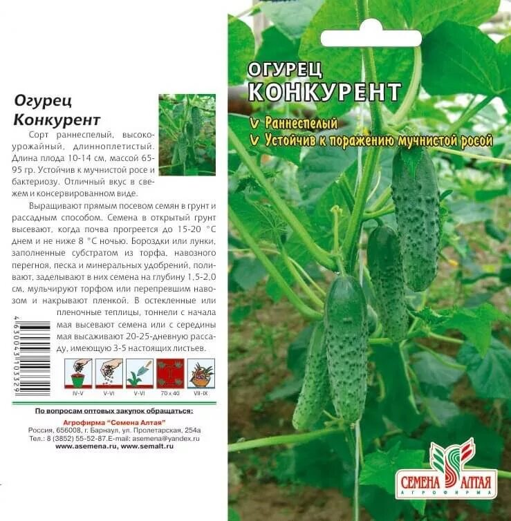 Огурец Конкурент: характеристика и описание сорта, посадка и уход, отзывы и фото