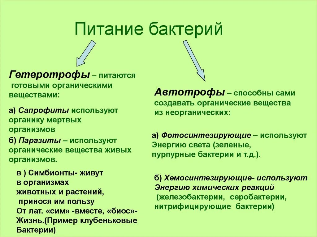 Прокариот автотроф