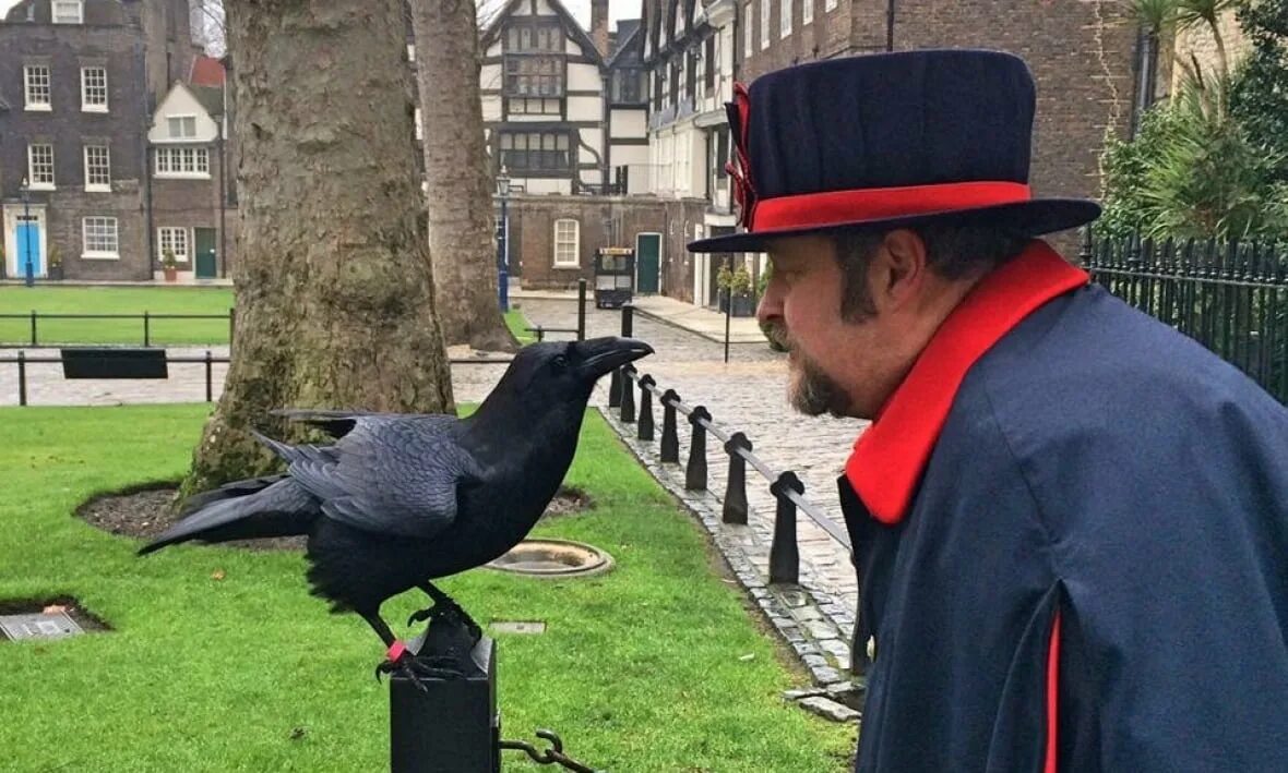 The ravens are the unique. Тауэр бифитеры вороны. Вороны Тауэра в Лондоне. Tower of London вороны. Тауэр в Лондоне вороны бифитеры.