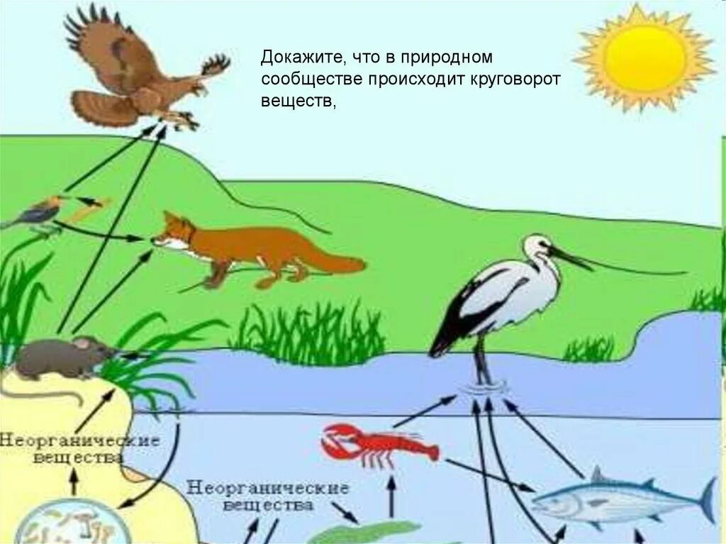 Пищевые цепи в природных сообществах 5 класс. Схема круговорота веществ в водоеме. Круговорот птиц в природе. Круговорот веществ в природном сообществе. Цепь круговорота веществ в природе.