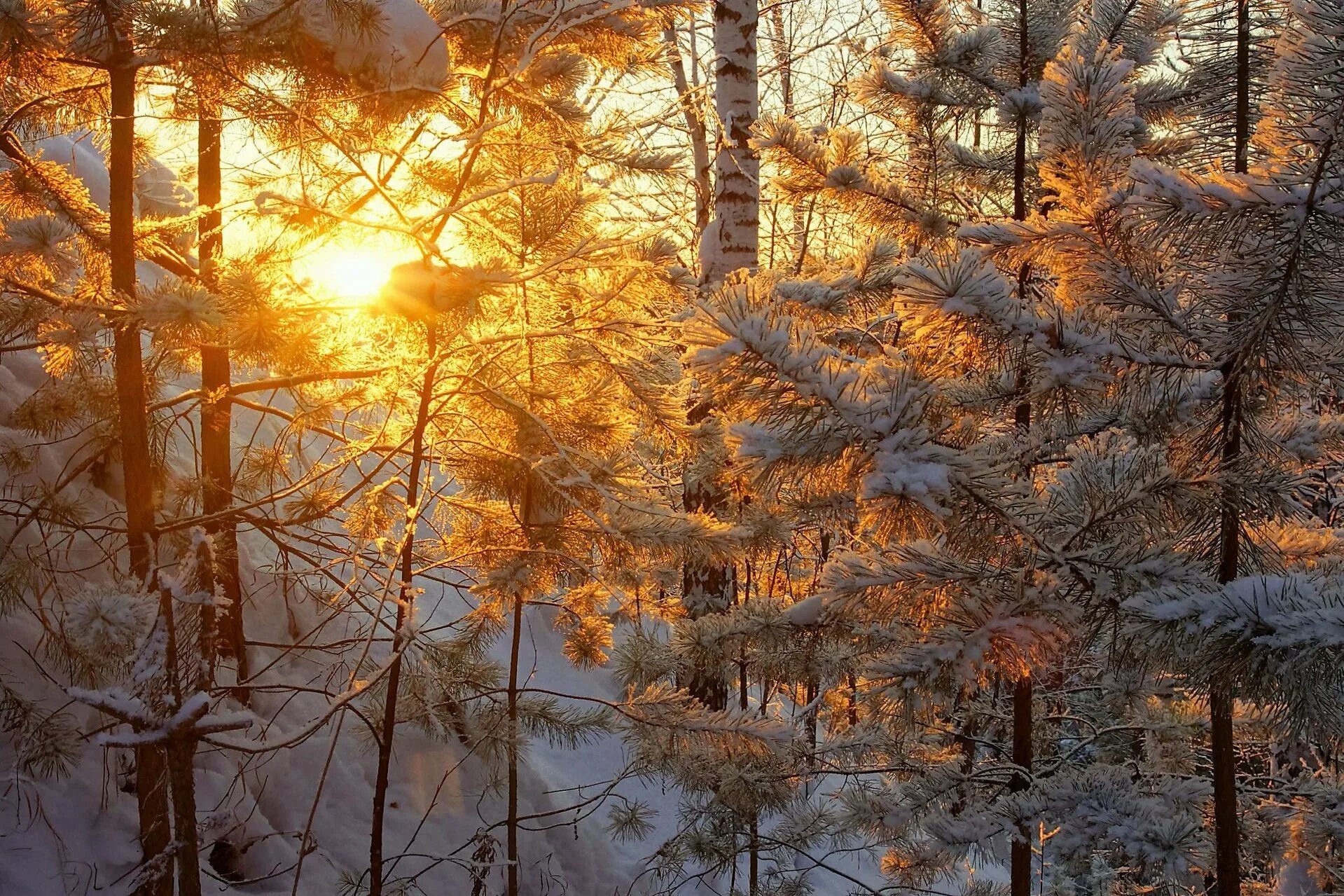 зима солнце низко. не греющее зимой солнце. зимой солнце светит да не греет. не греющее зимой солнце. солнце зимой.