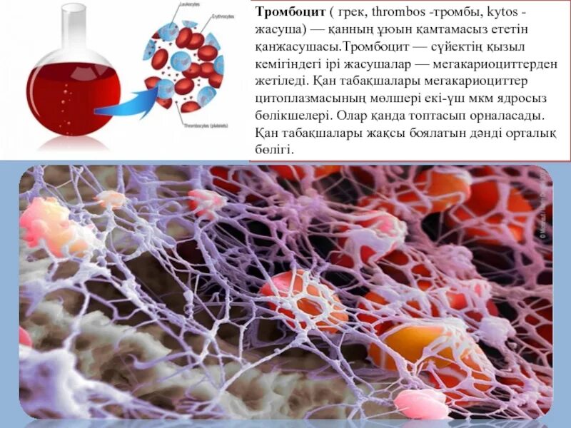 Тромбоциттер. Тромбоциты это. Тромбоциты картинки. Тромбоциты и тромбы