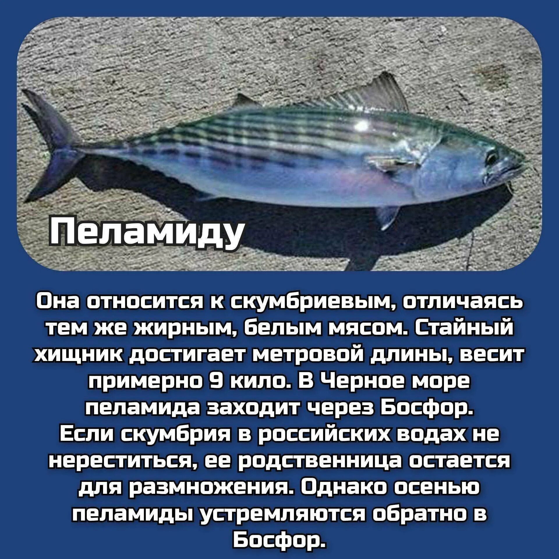 Черноморская рыба. Съедобные рыбы черного моря. Опасные рыбы черного моря. Виды рыб в черном море.