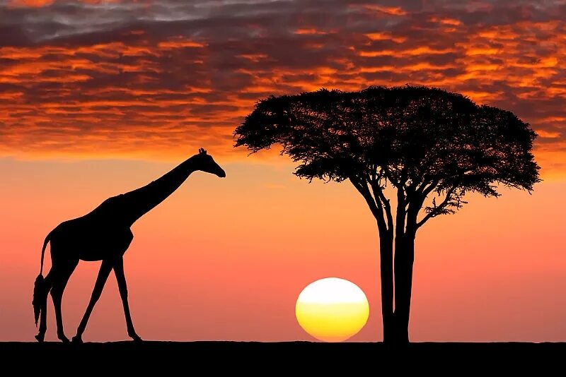 Africa com. Жирафы Кения Килиманджаро. Танзания сафари закат. Африканский пейзаж Килиманджаро. Картины Африка Килиманджаро.
