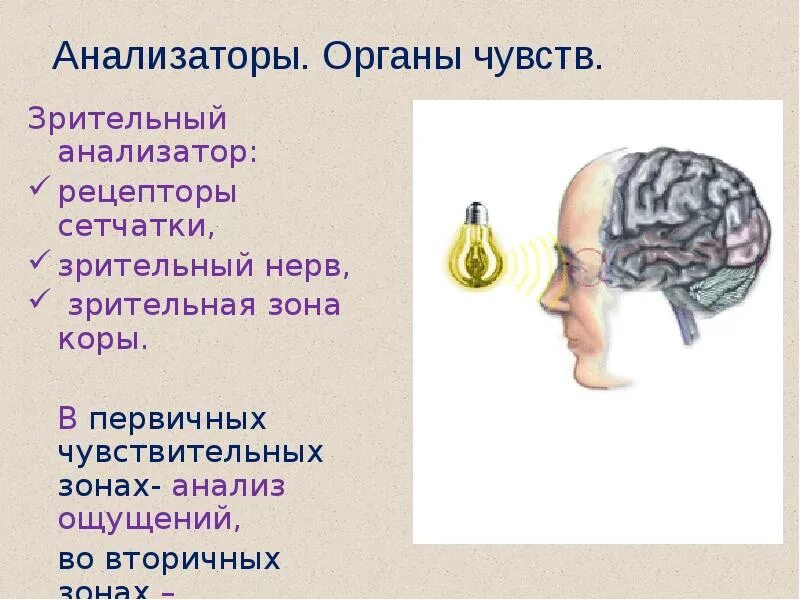 Чем выражается специализация рецепторов и органов чувств. Органы чувств анализаторы зрительный анализатор. зрительная нерв орган чувств. вторичночувствующие органы чувств. рецепторы зрительного анализатора.