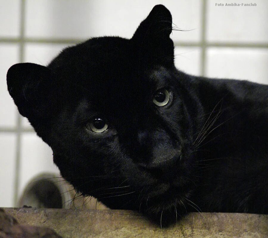 Домашняя пума черная. Пантера животное. Пантера животное. Леопард меланист. Оскал пантеры.