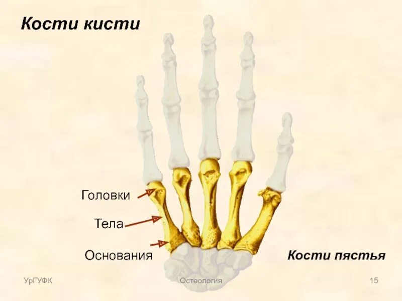 Строение пястной кости кисти. Основание тело и головка пястной кости. Кости пясти анатомия человека. Кисть кости запястья пясти и пальцев фаланги.