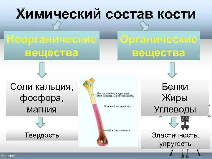 Какая структура обеспечивает кости в ширину. Строение костей химический состав костей формы костей. Химическое строение кости человека. Состав костей биология 8 класс. Химический состав кости схема.