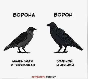 Чему ворон и ворона похожи