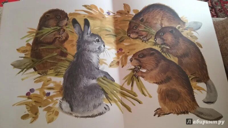 Листопадничек соколов-микитов рисунок. Соколов микитин листопадничек. Соколова-микитова листопадничек. Рисунок листопадничек. Листопадничек соколов-микитов.