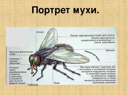 Тип комнатной мухи