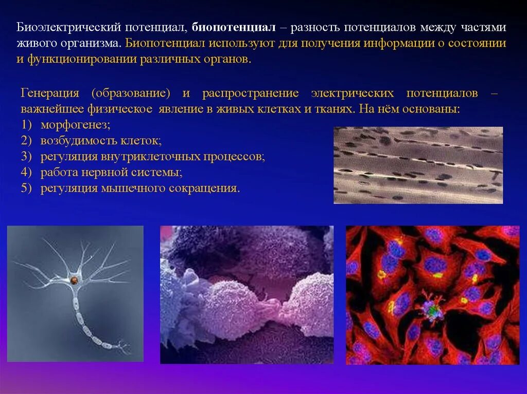 Биоэлектрические потенциалы. Биоэлектрический потенциал клетки. Биоэлектрические потенциалы в тканях. Биоэлектрические явления.