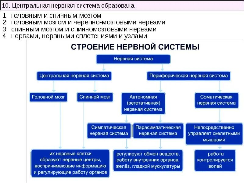 Принципы строения нервной системы. Структуры ЦНС схема. Общие принципы строения центральной нервной системы. Структура ЦНС человека.