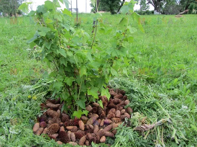 Можно мульчировать смородину. Мульчирование шишками еловыми. Мульчирование малины корой. Мульчировать смородины кусты. Мульчирование смородины шишками.