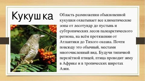 Как писатель относится к кукушке есть