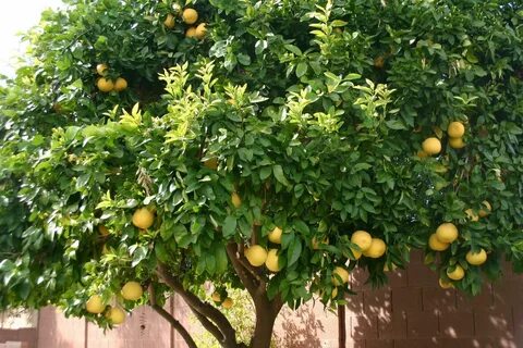 Fruit plant