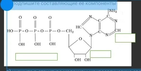 Выберите функцию которую может выполнять изображенная молекула. Какие молекулы изображены рисунке?. какие функции может выполнять изображённая молекула?. пальмитолеомиристин изобразить.