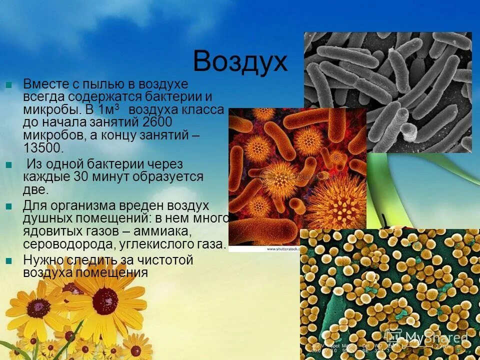 Презентация на тему микробы. Царство бактерий. Бактерии в воздухе. Пробиотики. Бактерии содержатся в.
