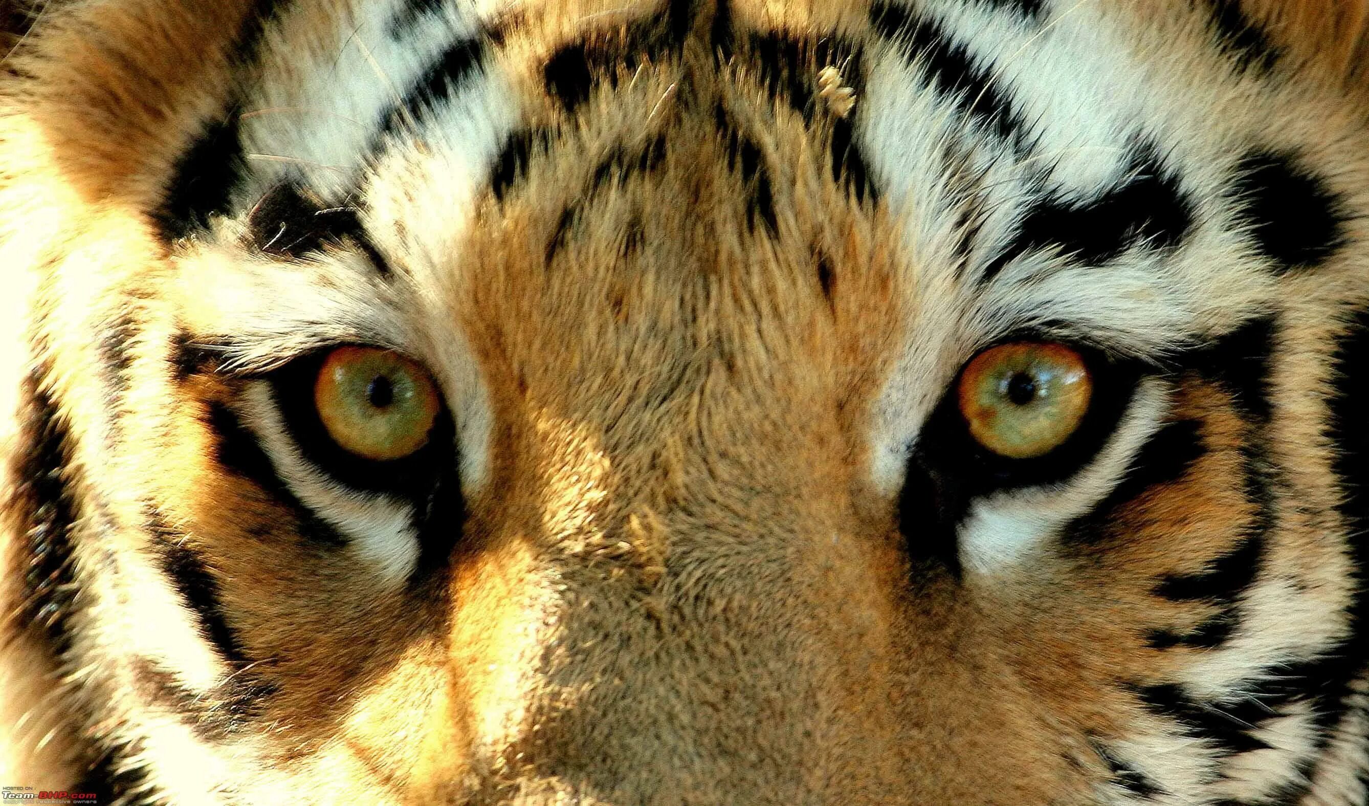 Animal 1 hour. Глаз тигра. Тигр глаза. Тигриный глаз. Тигр взгляд.