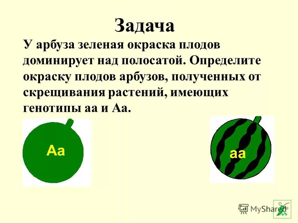 задача у арбуза зеленая окраска плодов доминирует над полосатой. арбуз круглой формы доминирует над удлиненной. арбуз круглой формы доминирует над удлиненной. у арбузов круглая форма плода доминирует над. темно зеленая окраска плода у арбуза.
