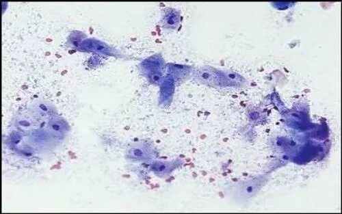 овуляция у собак. тест для определение овуляции у собак. овуляция у собак. цитология на овуляцию у собак. овуляция у собак под микроскопом.