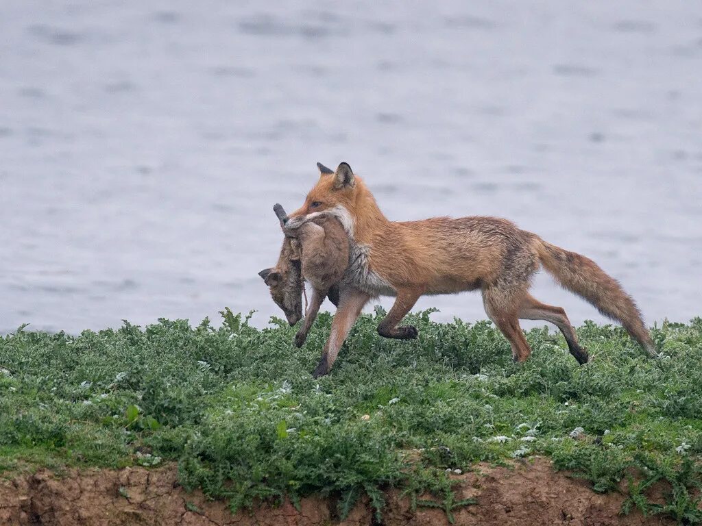 Саванный Лис Майконг. Fox Attack. Клубничная лиса атака.