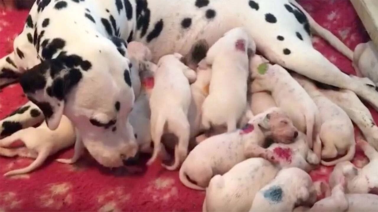 Собаки которые рожают