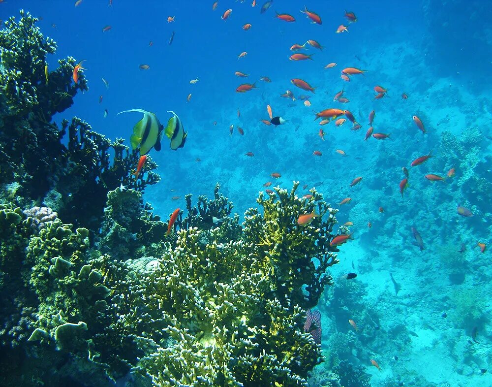 Морской риф под водой Шарм Эль Шейх.