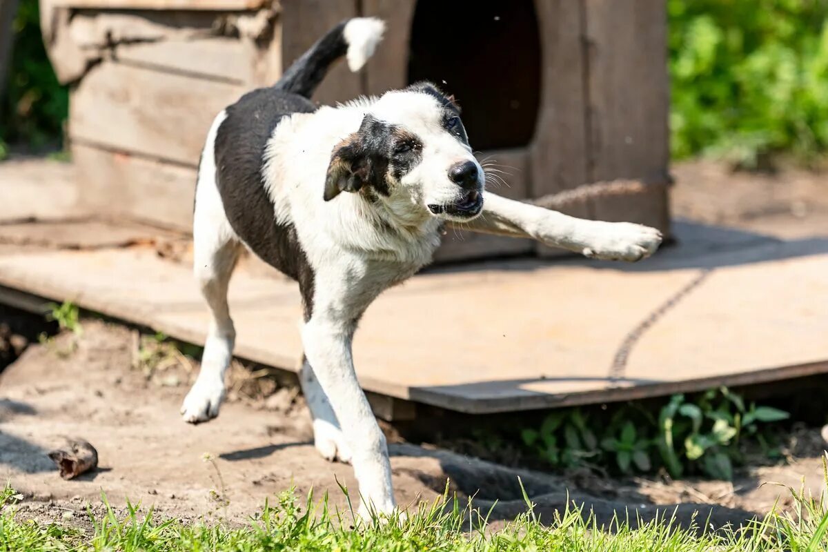 Собаки в хабаровске. Басенджи черный. Приюты для собак в хабаровске. Бездомные собаки в хабаровске. Приюты для собак в хабаровске.