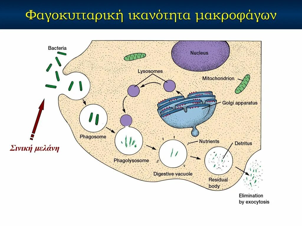 факторы естественной защиты организма. неспецифические факторы защиты организма человека. защита у организмов конспект. способы защиты животных. защита у организмов конспект.