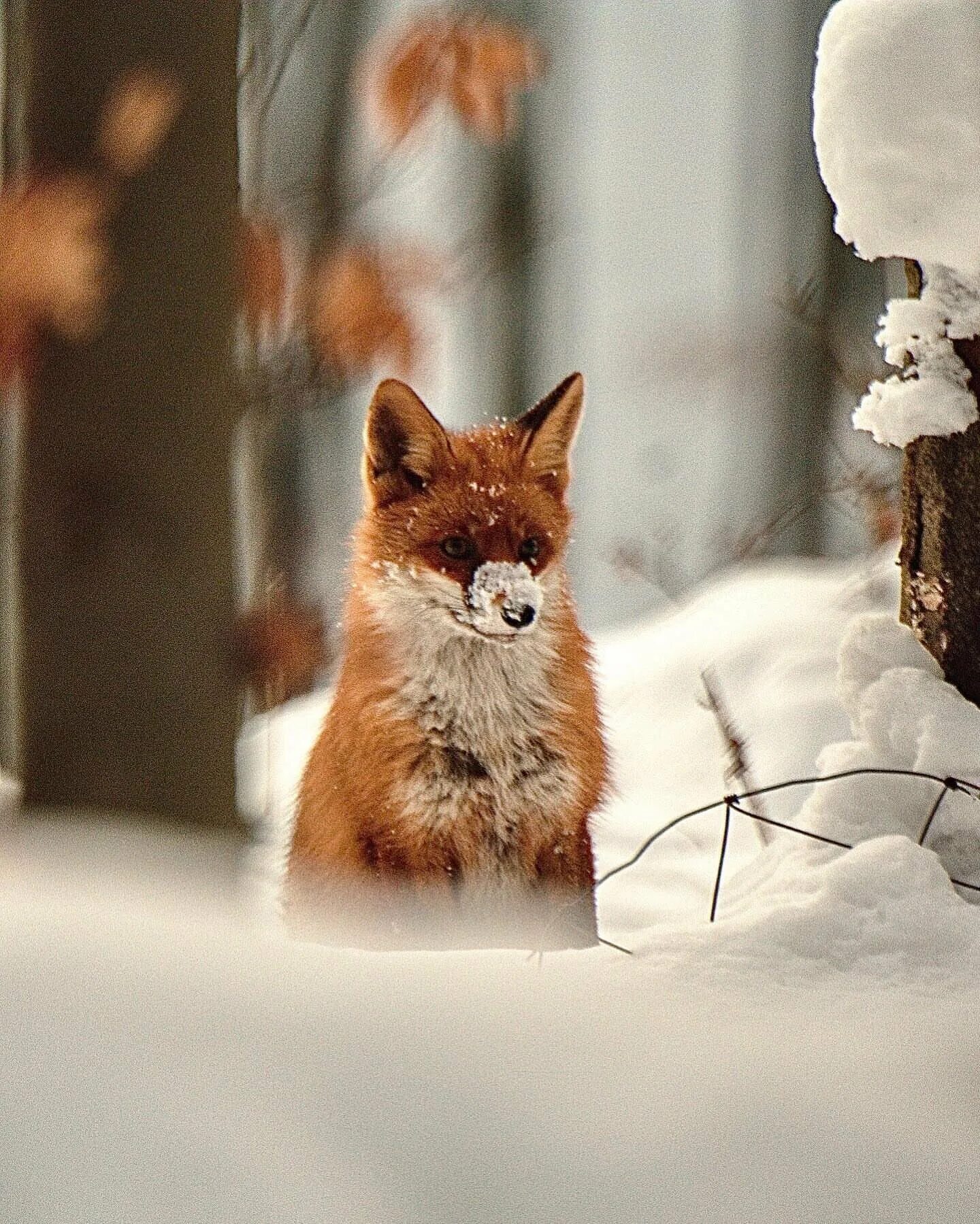 лиса на снегу фото. лисенок в снегу. лисичка в снегу. лиса зима. лиса в снегу.