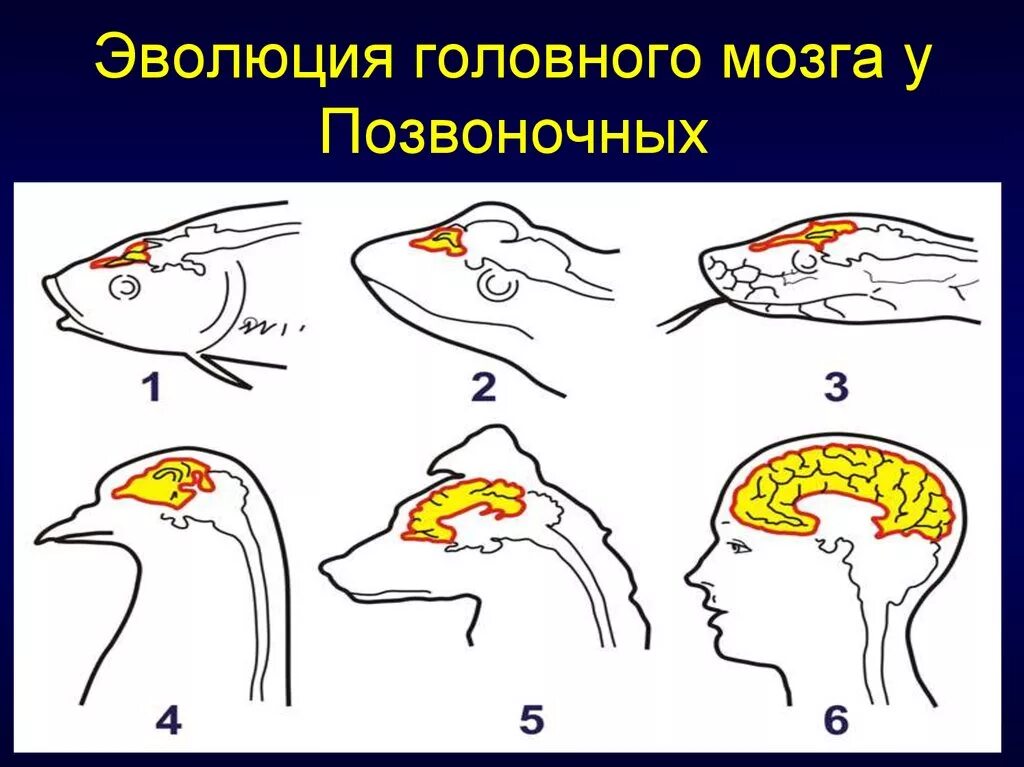 Эволюция мозга у позвоночных животных. Эволюция головного мозга. Эволюция головного мозга позвоночных. Эволюция головного могза позвоночных. Эволюция головного мозга у животных.
