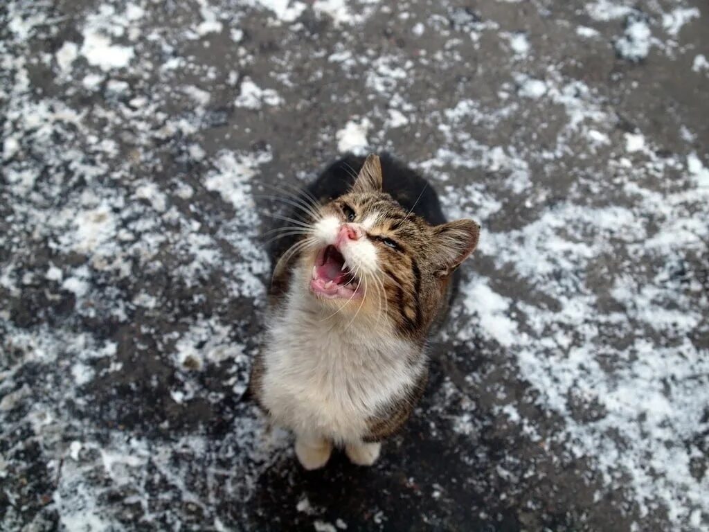 Снег голодный. Кот замерз. Замерзший котенок. Котенок мерзнет.