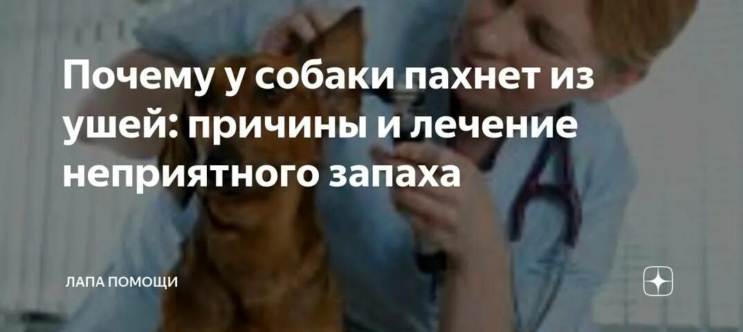 Почему щенок пахнет. Почему у собаки пахнет из ушей причины. Запах от собаки причина неприятный. Почему пахнет от собаки.