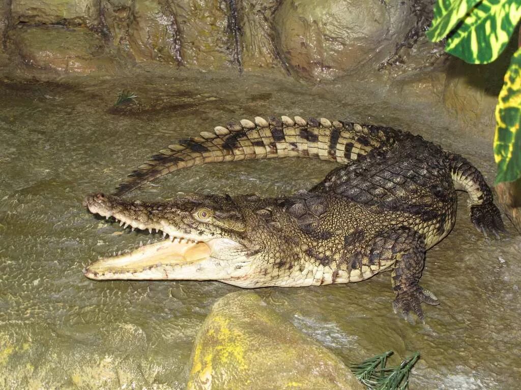 Ялтинский крокодиляриум. Алуштинский крокодиляриум. Ялта ялтинский крокодиляриум. Ялтинский крокодиляриум. Алуштинский крокодиляриум.