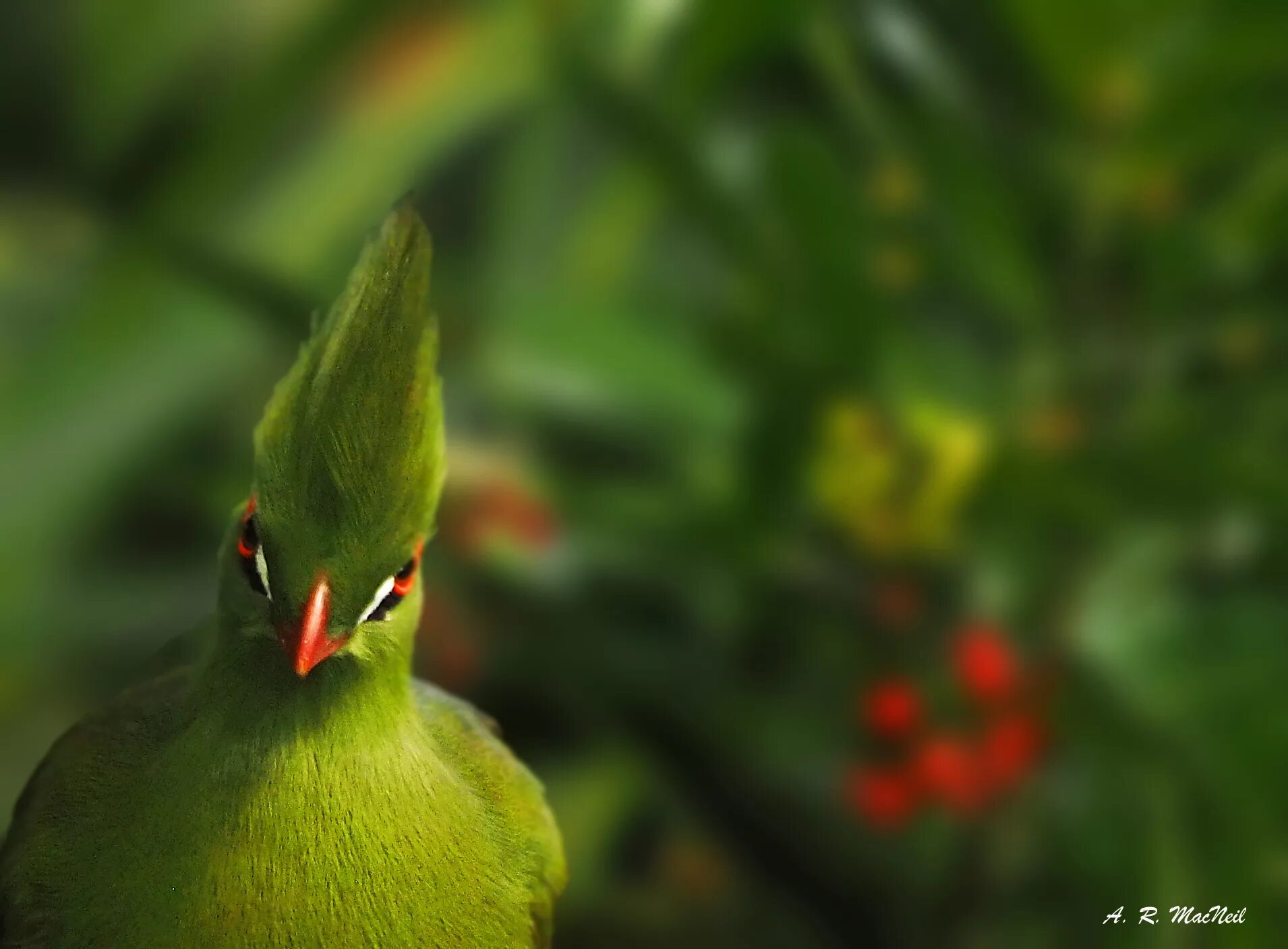 Шлемоносный турако. Красно хохлатая турако. Турако птица. Green Turaco.