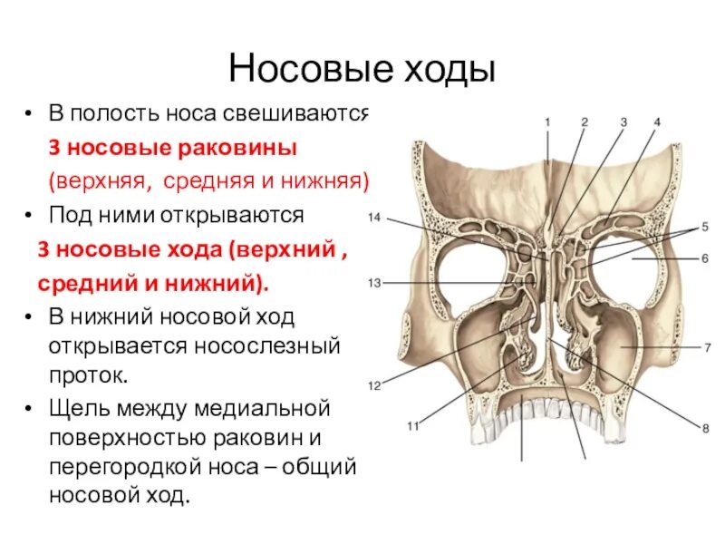 Верхний и средний носовые ходы. Внешняя стенка носа. полость носа стенки носовые ходы.