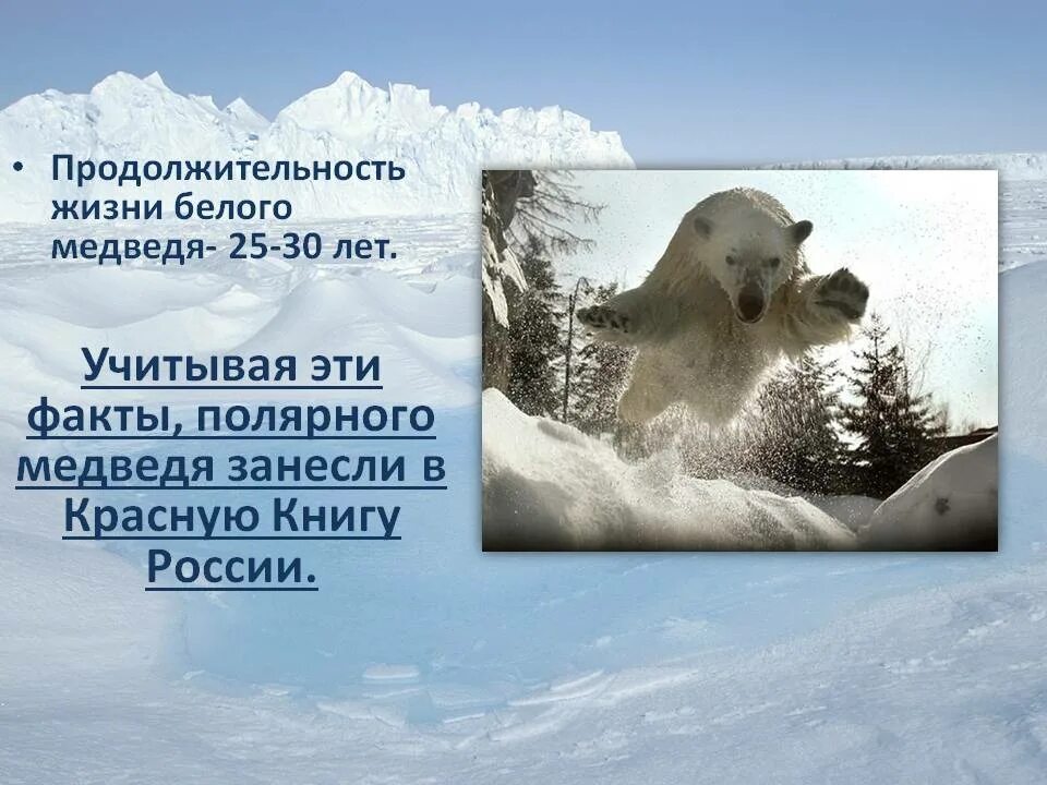 Сколько живут белые медведи. Продолжительность жизни медведя. белые медведи живут. белый медведь продолжительность жизни в природе.