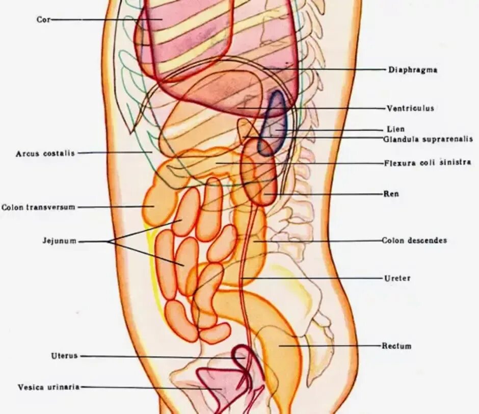 Строение брюшной полости у женщин. Строение внутренних органов сбоку. Внутреннее строение брюшной полости человека. Строение внутренних органов человека брюшная полость почки. Внутренние органы человека схема расположения сбоку.