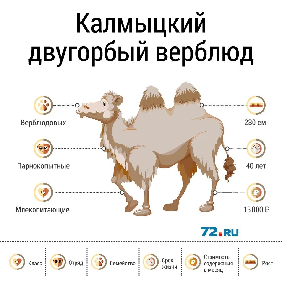 1 верблюд стоит. Верблюд на картинке лицо. сколько лет живут верблюды. сколько стоит 1 верблюд.