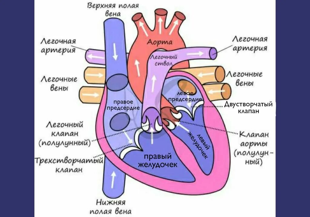 Гемодинамика сердца анатомия. Сердце желудочки и предсердия клапаны. Строение сердца кровоток. Строение сердца камеры и клапаны.