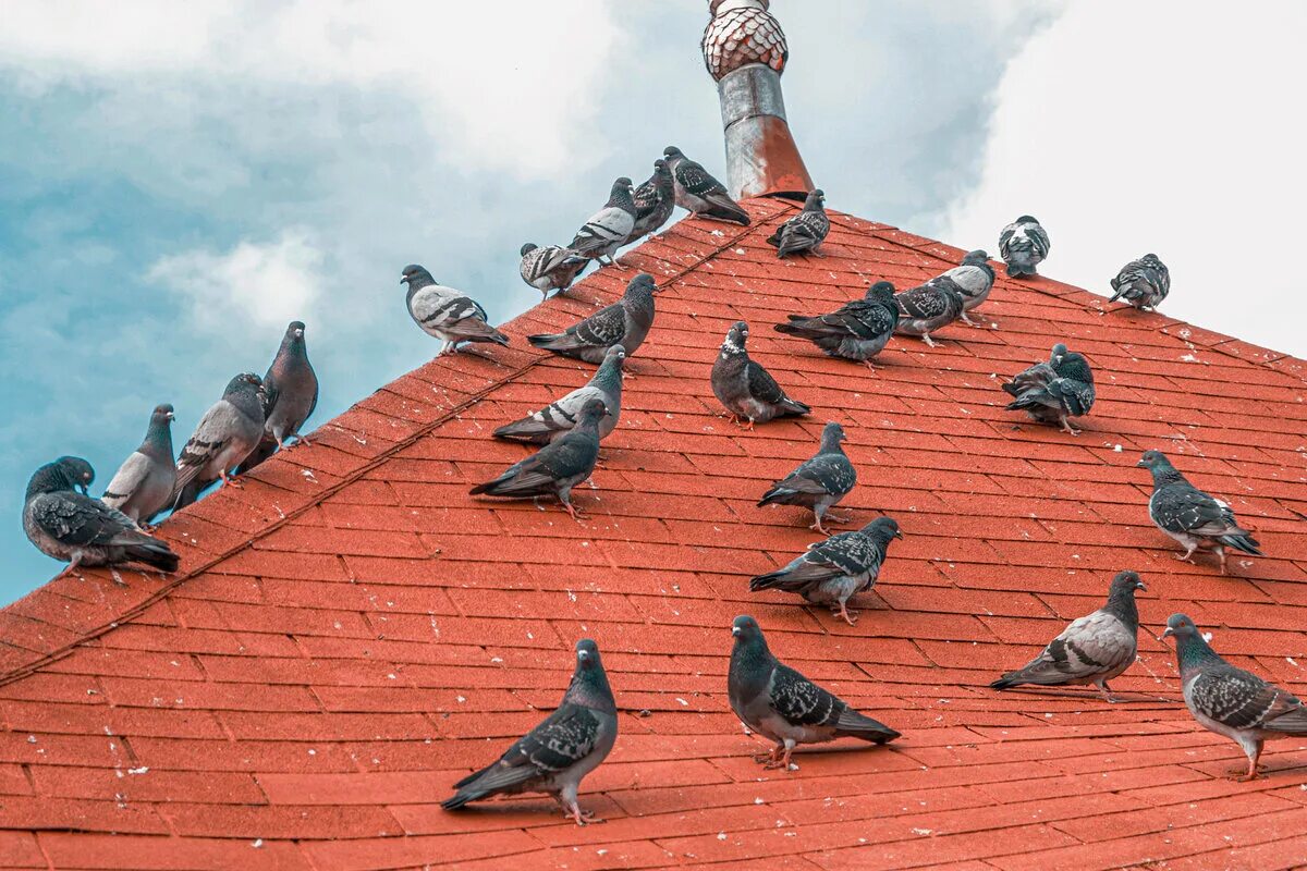 Гонял по крышам голубей слушать. Голуби на крыше. Птицы на крыше. Голубятня на крыше. Голубятня на крыше дома.