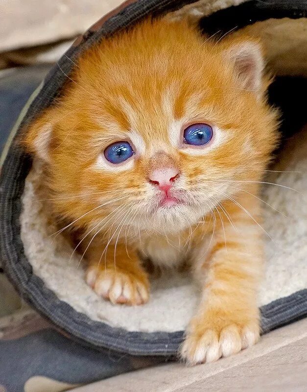 Рыжик котик. Рыжик кот. Кот Рыжик фото. МЕМНЫИ кот Рыжик. Котик рыжик