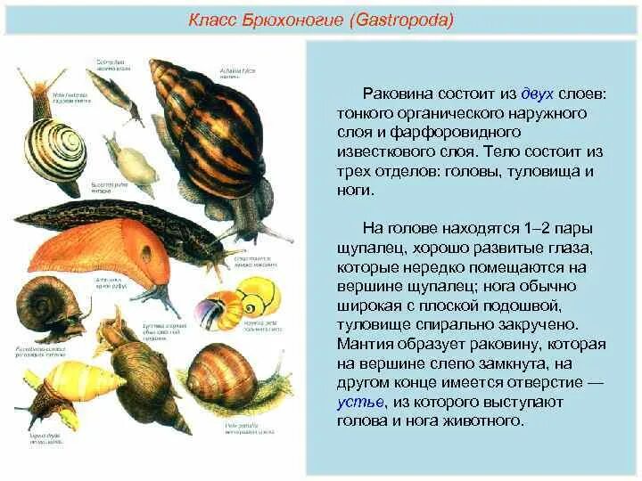 Улитка прудовик размножение. Цикл развития прудовика. Цикл развития прудовика обыкновенного. Малый прудовик цикл развития. Брюхоногие имеют